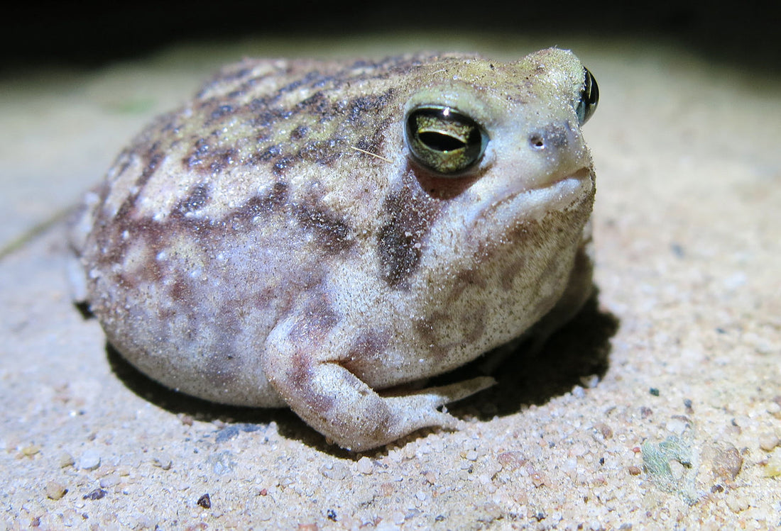 Rain Frog