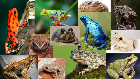 Frog Of The Month