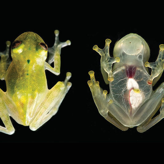 The See Through Glass Frog
