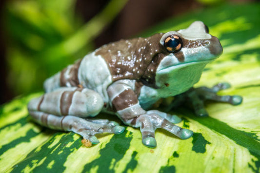 The Moo-dy Amazon Milk Frog