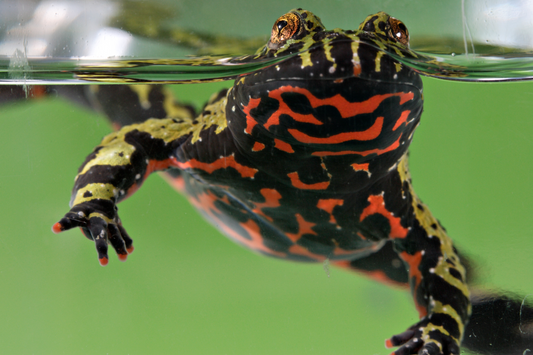 The Red Hot Fire-Bellied Toad